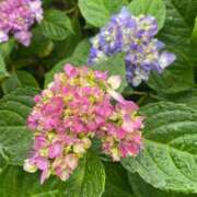 ヒメ日記 2025/05/31 09:03 投稿 かんざき 川崎・東横人妻城