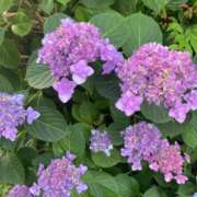 ヒメ日記 2025/06/01 07:03 投稿 かんざき 川崎・東横人妻城