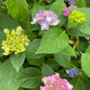 ヒメ日記 2025/06/02 07:48 投稿 かんざき 川崎・東横人妻城