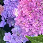 ヒメ日記 2025/06/03 17:48 投稿 かんざき 川崎・東横人妻城