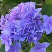 ヒメ日記 2025/06/05 08:33 投稿 かんざき 川崎・東横人妻城