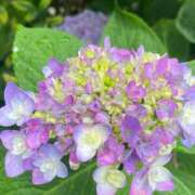 ヒメ日記 2025/06/06 07:18 投稿 かんざき 川崎・東横人妻城