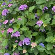 ヒメ日記 2025/06/08 12:57 投稿 かんざき 川崎・東横人妻城