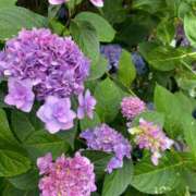 ヒメ日記 2025/06/09 09:18 投稿 かんざき 川崎・東横人妻城