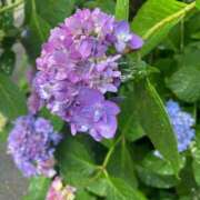 ヒメ日記 2025/06/10 07:18 投稿 かんざき 川崎・東横人妻城