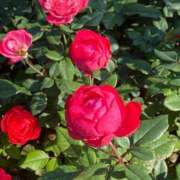 ヒメ日記 2025/06/10 17:48 投稿 かんざき 川崎・東横人妻城