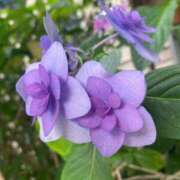 ヒメ日記 2025/06/11 09:42 投稿 かんざき 川崎・東横人妻城