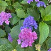 ヒメ日記 2025/06/13 08:27 投稿 かんざき 川崎・東横人妻城