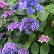 ヒメ日記 2025/06/15 22:12 投稿 かんざき 川崎・東横人妻城