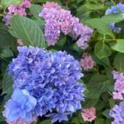 ヒメ日記 2025/06/18 17:33 投稿 かんざき 川崎・東横人妻城