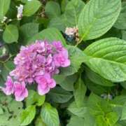 ヒメ日記 2025/06/20 09:12 投稿 かんざき 川崎・東横人妻城