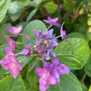 ヒメ日記 2025/06/21 09:19 投稿 かんざき 川崎・東横人妻城