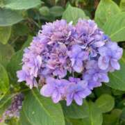 ヒメ日記 2025/06/22 07:03 投稿 かんざき 川崎・東横人妻城