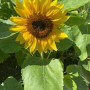 ヒメ日記 2025/07/20 15:51 投稿 かんざき 川崎・東横人妻城