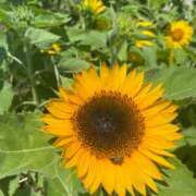 ヒメ日記 2025/07/27 10:15 投稿 かんざき 川崎・東横人妻城