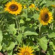 ヒメ日記 2025/07/31 09:06 投稿 かんざき 川崎・東横人妻城