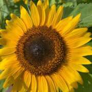 ヒメ日記 2025/08/05 20:06 投稿 かんざき 川崎・東横人妻城