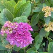 ヒメ日記 2025/08/21 07:13 投稿 かんざき 川崎・東横人妻城