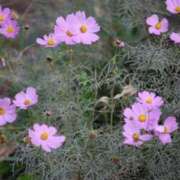 ヒメ日記 2025/11/13 18:58 投稿 かんざき 川崎・東横人妻城