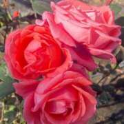 ヒメ日記 2026/01/13 10:05 投稿 かんざき 川崎・東横人妻城