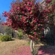 ヒメ日記 2026/01/24 11:18 投稿 かんざき 川崎・東横人妻城