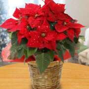 ヒメ日記 2025/12/11 11:37 投稿 高井つむぎ 乳ビーナス(New Venus)