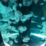 ヒメ日記 2026/01/19 11:07 投稿 高井つむぎ 乳ビーナス(New Venus)