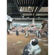 ヒメ日記 2024/12/16 19:42 投稿 あおい club Kiss