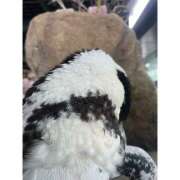 ヒメ日記 2025/01/04 19:20 投稿 あおい club Kiss