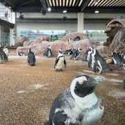 ヒメ日記 2025/05/20 19:18 投稿 あおい club Kiss