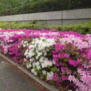 ヒメ日記 2025/05/02 09:46 投稿 松井 熟女の風俗最終章 新横浜店