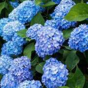 ヒメ日記 2025/06/21 20:16 投稿 松井 熟女の風俗最終章 新横浜店