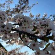 ヒメ日記 2025/05/12 09:19 投稿 細川このみ お姉さんCLUB