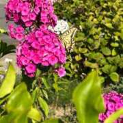 ヒメ日記 2025/08/22 10:36 投稿 細川このみ お姉さんCLUB