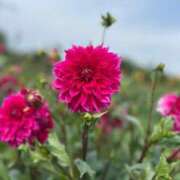 ヒメ日記 2025/09/08 18:57 投稿 細川このみ お姉さんCLUB