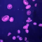 ヒメ日記 2025/12/21 16:19 投稿 細川このみ お姉さんCLUB