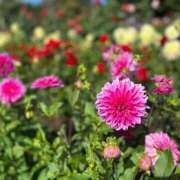 ヒメ日記 2026/01/29 17:49 投稿 細川このみ お姉さんCLUB