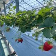 ヒメ日記 2026/02/18 12:38 投稿 小田　あかり 回春マッサージメンズエステ宇都宮