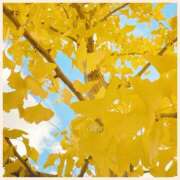 ヒメ日記 2024/12/13 10:01 投稿 初音　くれあ プルプル京都性感エステ　はんなり