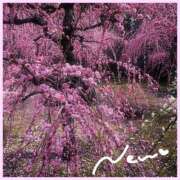 ヒメ日記 2025/03/18 21:01 投稿 初音　くれあ プルプル京都性感エステ　はんなり