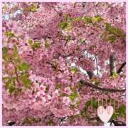 ヒメ日記 2025/04/02 21:00 投稿 初音　くれあ プルプル京都性感エステ　はんなり