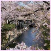 ヒメ日記 2025/04/12 10:01 投稿 初音　くれあ プルプル京都性感エステ　はんなり