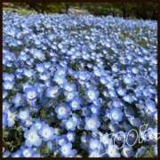 ヒメ日記 2025/04/27 20:00 投稿 初音　くれあ プルプル京都性感エステ　はんなり