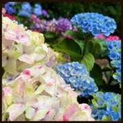 ヒメ日記 2025/06/13 19:01 投稿 初音　くれあ プルプル京都性感エステ　はんなり