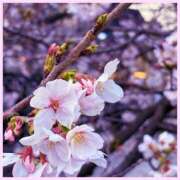 ヒメ日記 2026/03/31 02:30 投稿 初音　くれあ プルプル京都性感エステ　はんなり