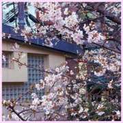 ヒメ日記 2026/03/31 14:00 投稿 初音　くれあ プルプル京都性感エステ　はんなり