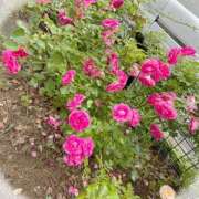 ヒメ日記 2025/05/15 12:42 投稿 れみ 素人妻御奉仕倶楽部Hip's松戸店