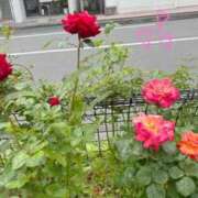 ヒメ日記 2025/05/17 12:20 投稿 れみ 素人妻御奉仕倶楽部Hip's松戸店