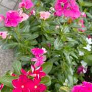 ヒメ日記 2025/08/03 10:16 投稿 れみ 素人妻御奉仕倶楽部Hip's松戸店