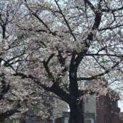 ヒメ日記 2026/03/29 13:49 投稿 れみ 素人妻御奉仕倶楽部Hip's松戸店